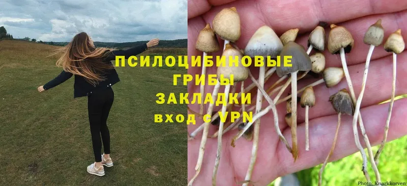 Псилоцибиновые грибы Psilocybine cubensis  Буй 